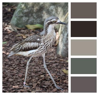 Bird Bush Curlew Curlew Image